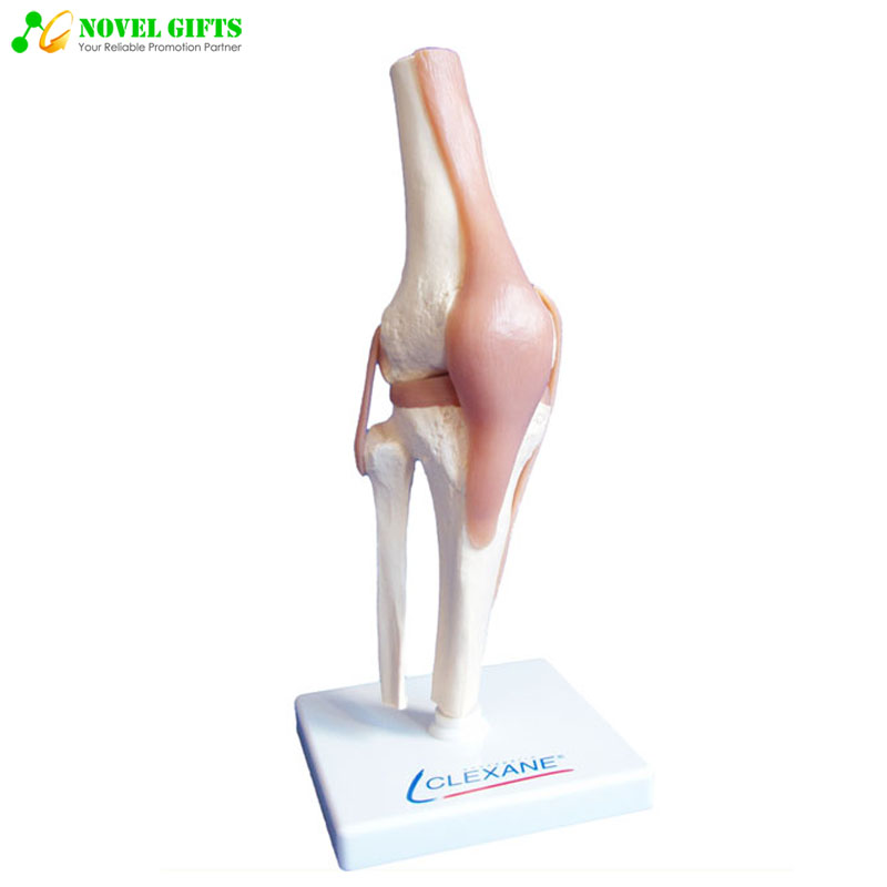 Anatomy Human Knee Joint Model for Pharma Promotion Gifts