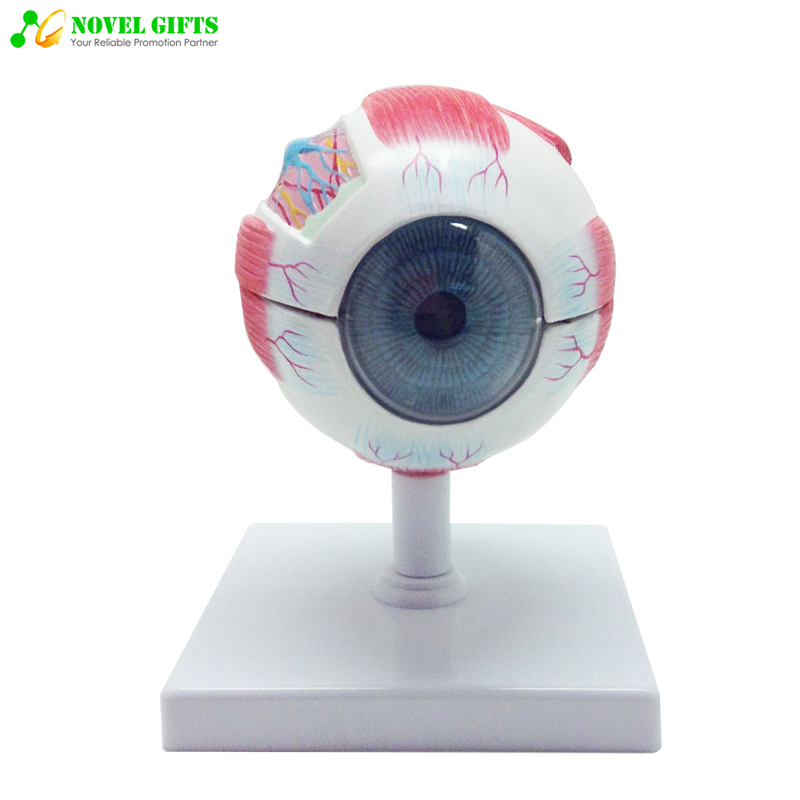 Anatomy Human Eye Model for Pharma Promotion Gifts