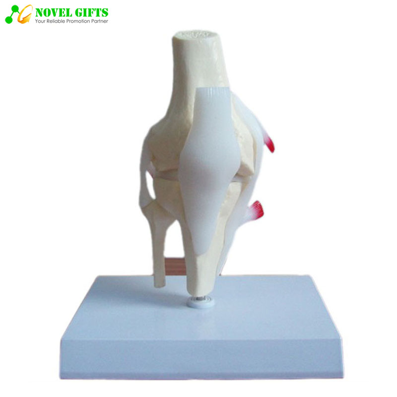 Anatomy Human Knee Joint Model