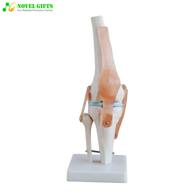 Medical Anatomy Demonstration Human Knee Joint Model with Ligament