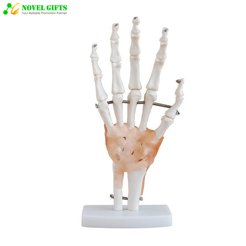 Medical Anatomy Human Hand Joint Model for Education