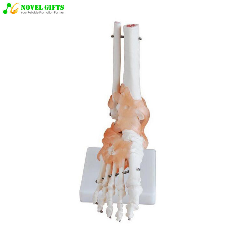 Medical Anatomy Human Foot Joint Model for Education