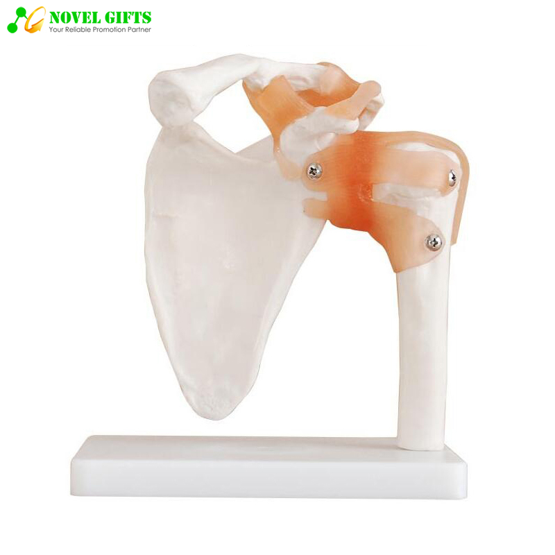 Medical Anatomy Human Shoulder Joint Model for Education