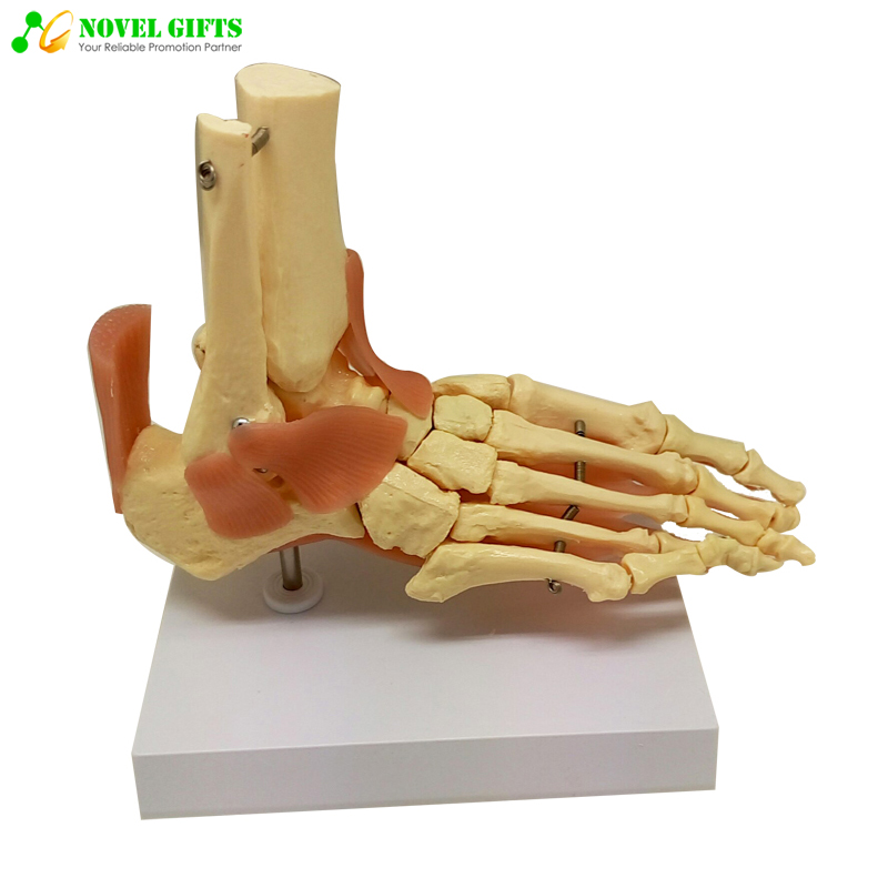 Medical Anatomy Human Foot Joint Model for Education