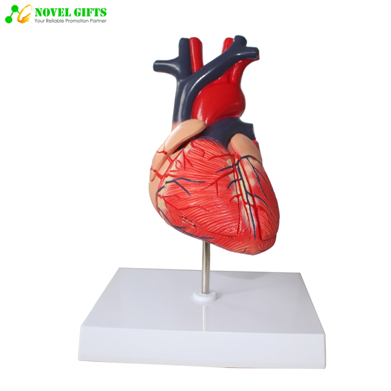 Medical Human Heart Cardiology Anatomy Model for Demonstration