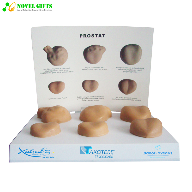  Medical Anatomy Human Male Prostate Disease Model for Education