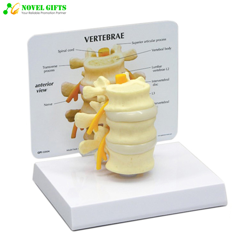 Medical Anatomy Human Lumbar Vertebra Model for Education