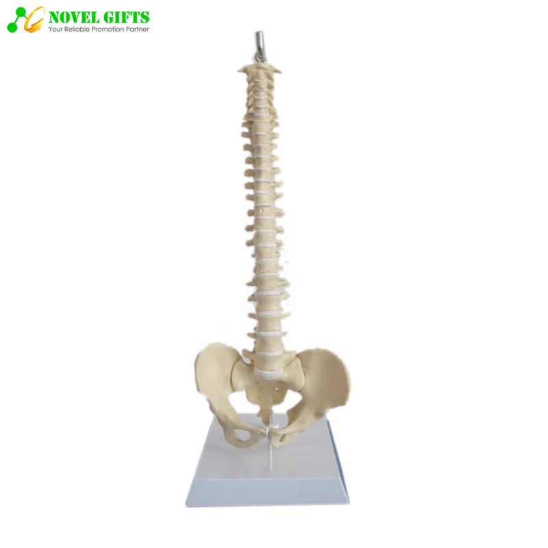 Medical Human Spine Anatomy Model for Education